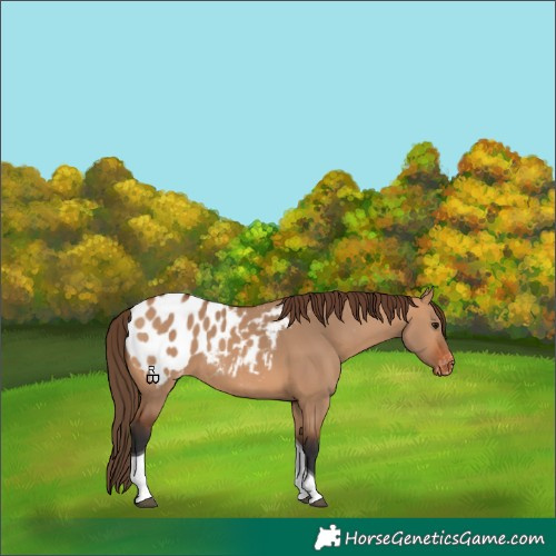 Horse Color:Bay Dun Tobiano Appaloosa 