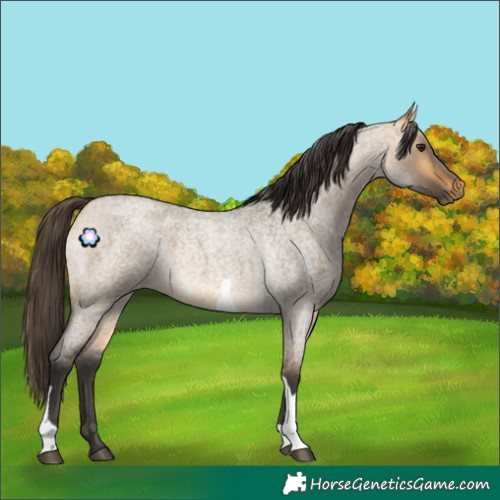 Horse Color:Buckskin Roan Dun Tobiano 
