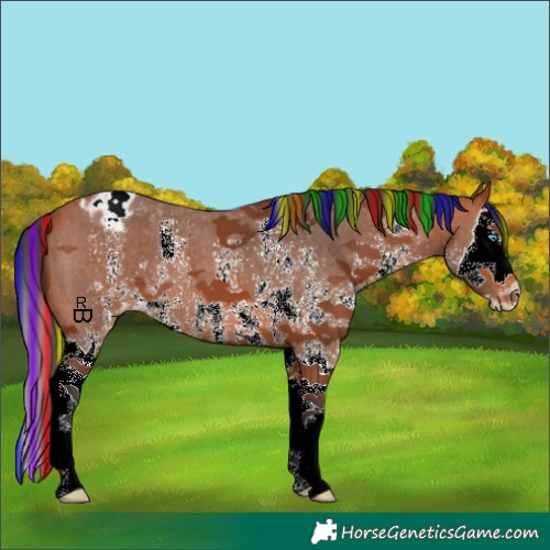 Horse Color:Painted Bay Sabino Splash Appaloosa 