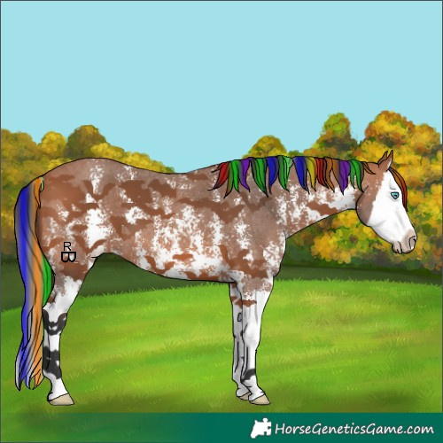 Horse Color:Painted Bay Sabino Splash 
