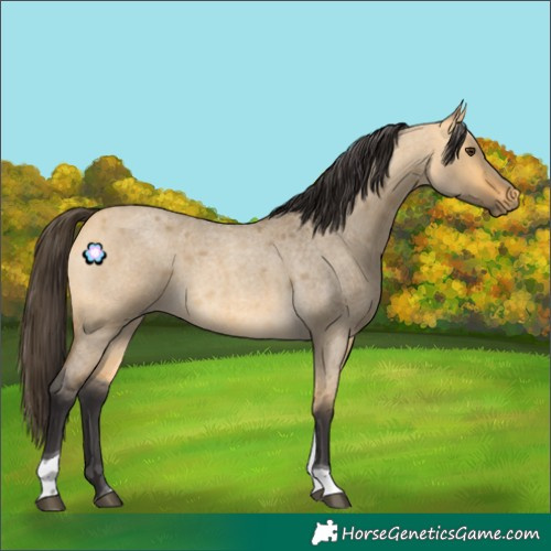 Horse Color:Buckskin Roan Dun Tobiano
