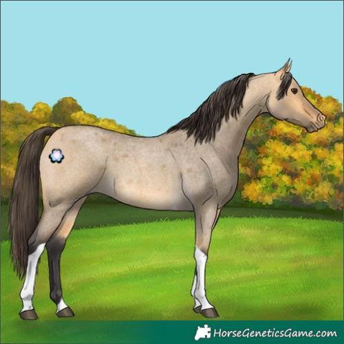 Horse Color:Buckskin Roan Dun Tobiano 