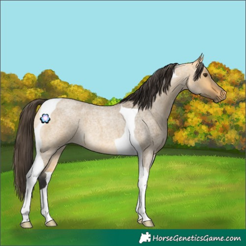 Horse Color:Buckskin Roan Dun Tobiano 