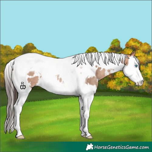 Horse Color:White Spotted Amber Champagne Splash Tobiano Rabicano 