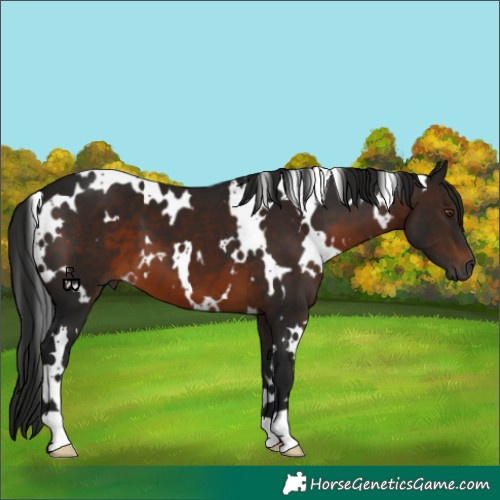 Horse Color:Gray White Spotted Brown