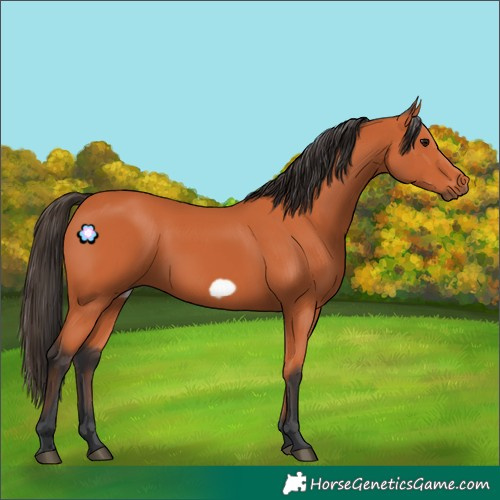 Horse Color:Bay Frame