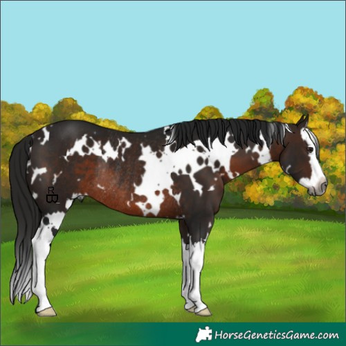 Horse Color:Gray White Spotted Bay Splash Rabicano