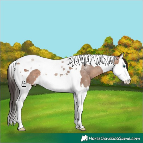 Horse Color:Sable Champagne Splash Tobiano 