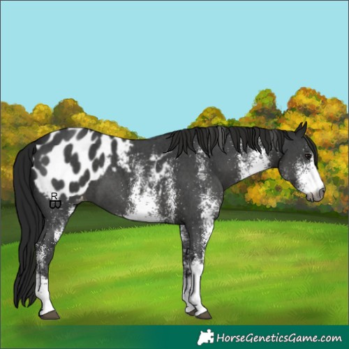 Horse Color:Gray White Spotted Smoky Black Appaloosa 