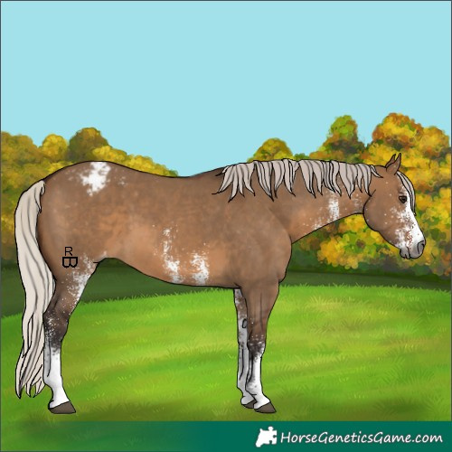 Horse Color:Gray White Spotted Silver Brown Dun Appaloosa