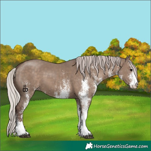 Horse Color:White Spotted Silver Grullo