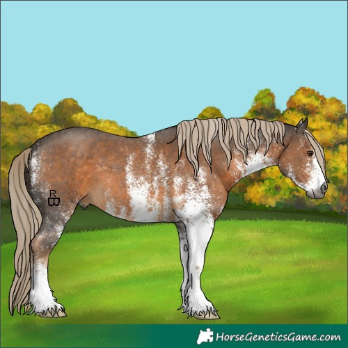 Horse Color:Gray White Spotted Chocolate Palomino