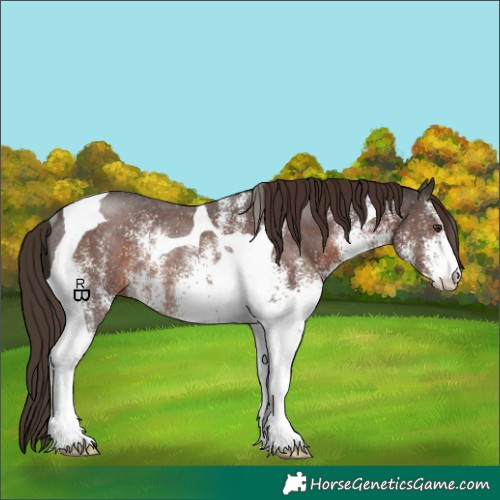 Horse Color:White Spotted Liver Chestnut Tobiano Rabicano 