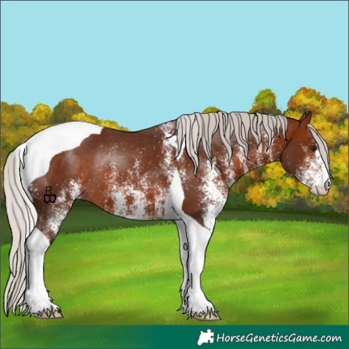 Horse Color:White Spotted Silver Bay Tobiano Rabicano 