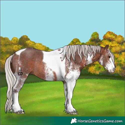 Horse Color:White Spotted Silver Brown Tobiano Rabicano