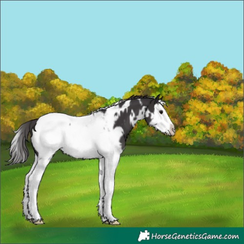 Horse Color:White Spotted Smoky Black Splash Frame Appaloosa