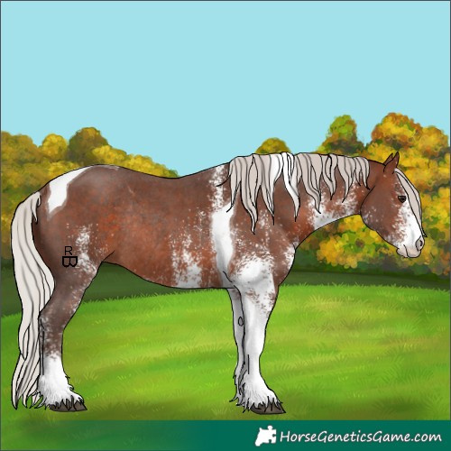 Horse Color:White Spotted Silver Brown Tobiano Rabicano 