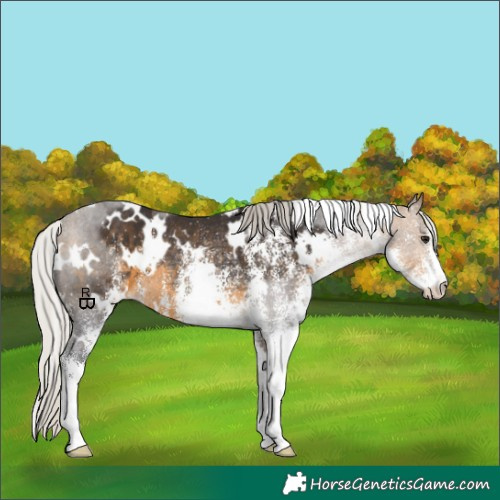 Horse Color:White Spotted Silver Buckskin Rabicano 