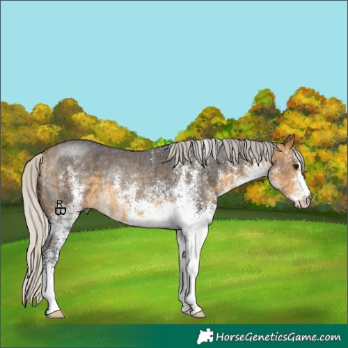 Horse Color:White Spotted Silver Buckskin Rabicano