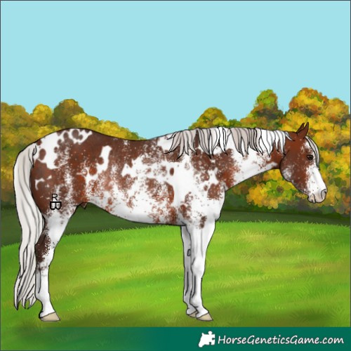 Horse Color:White Spotted Silver Brown Rabicano 