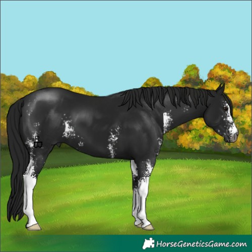 Horse Color:Gray Black Sabino 