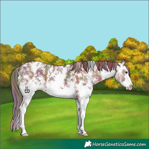 Horse Color:Nacre Chestnut Sabino Splash Appaloosa 