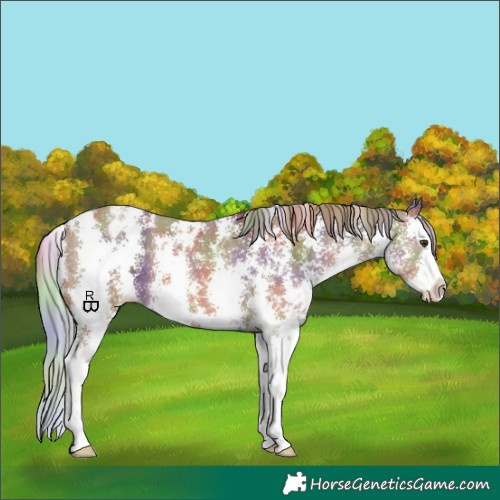 Horse Color:Nacre Chestnut Sabino Splash Appaloosa 