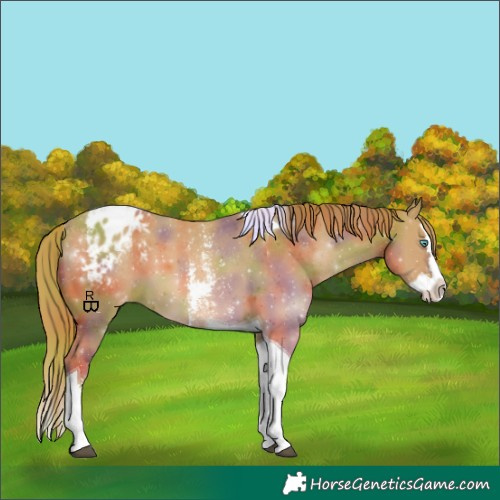 Horse Color:Nacre Chestnut Sabino Splash Tobiano Appaloosa 