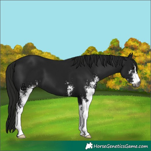 Horse Color:Gray Black Sabino