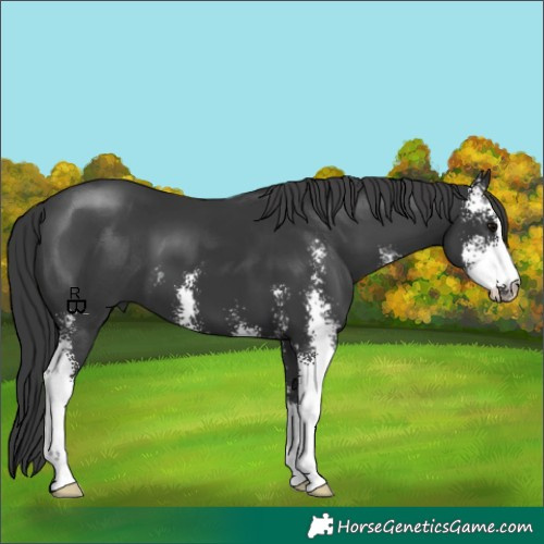 Horse Color:Black Sabino 