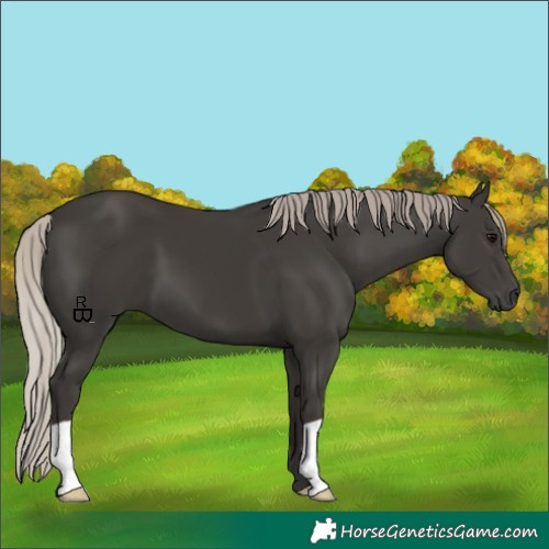 Horse Color:Gray Silver Black 