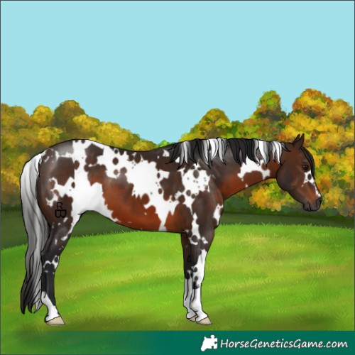 Horse Color:Gray White Spotted Bay