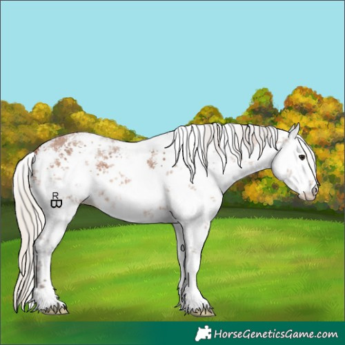 Horse Color:White Spotted Silver Bay Sabino 