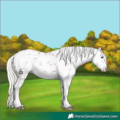 Horse Color:White Spotted Silver Bay Sabino