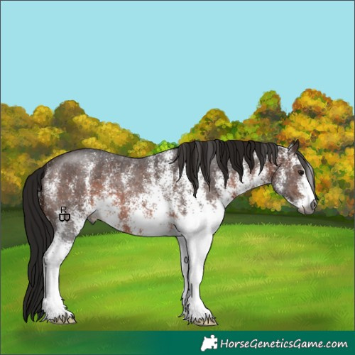 Horse Color:Gray White Spotted Bay 