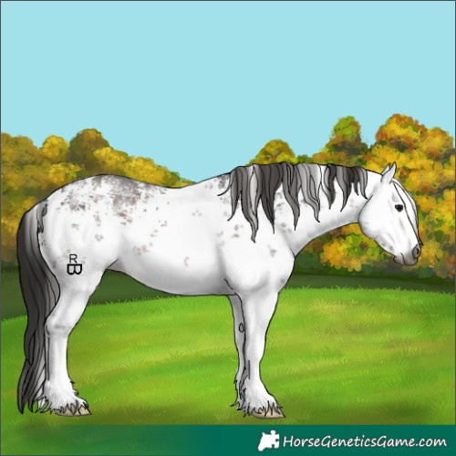 Horse Color:Gray White Spotted Bay Sabino 