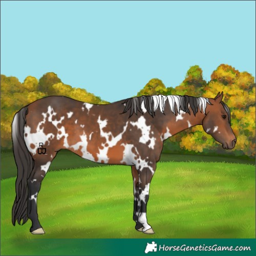Horse Color:White Spotted Bay 