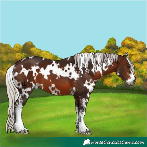 Horse Color:Gray White Spotted Silver Bay Sabino 