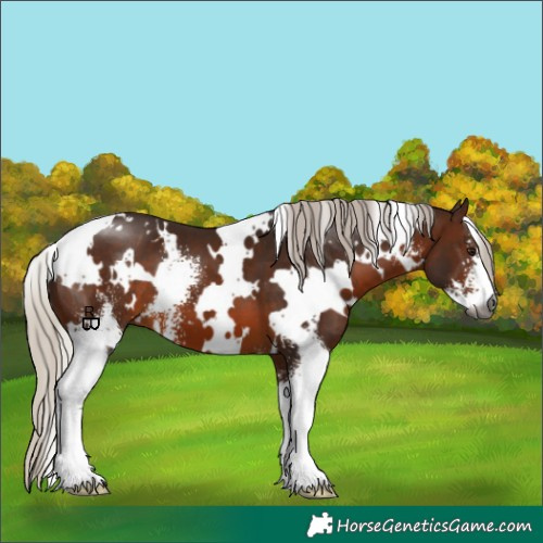 Horse Color:Gray White Spotted Silver Bay Sabino 