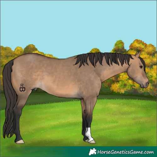 Horse Color:Bay Dun 