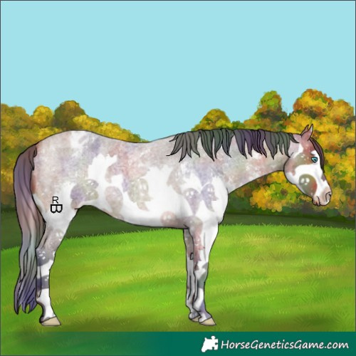 Horse Color:Nacre Bay Roan Sabino Splash Appaloosa