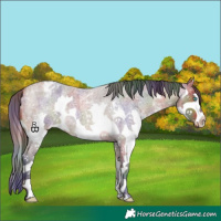 Horse Color:Nacre Bay Roan Sabino Splash Varnish 