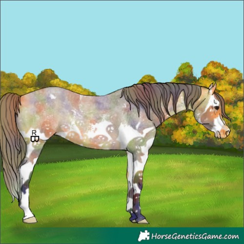 Horse Color:Nacre Buckskin Roan Sabino Splash Appaloosa