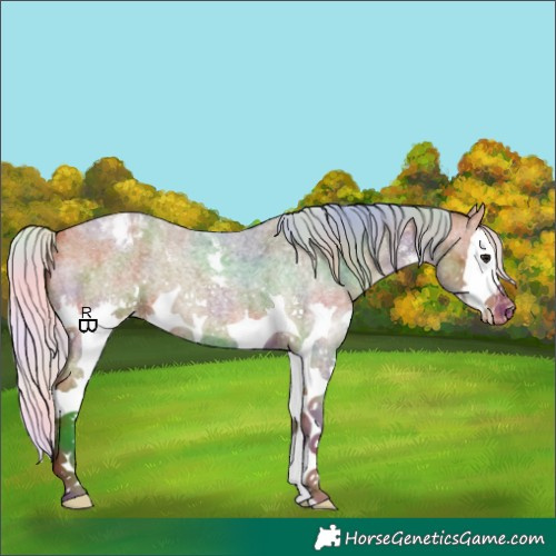 Horse Color:Nacre Silver Bay Roan Sabino Splash Appaloosa