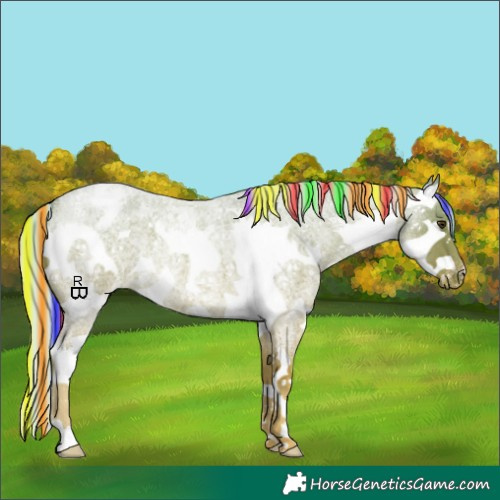 Horse Color:Painted Palomino Roan Sabino Splash Appaloosa 