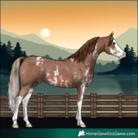Horse Color:Chestnut Sabino Splash Appaloosa