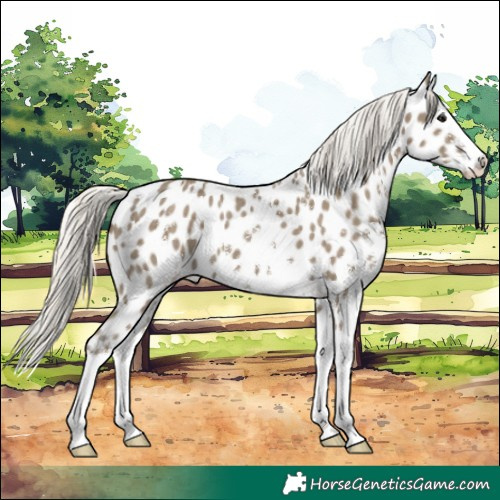Horse Color:Silver Smoky Black Sabino Splash Near Leopard 