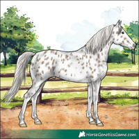 Horse Color:Silver Smoky Black Sabino Splash Appaloosa 