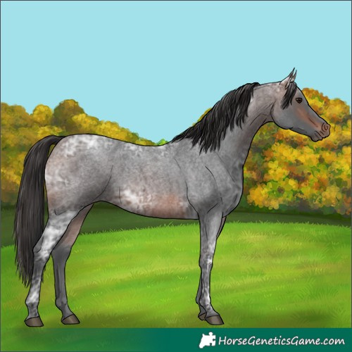 Horse Color:Brown Ice Roan 