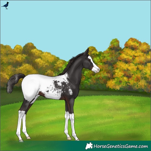 Horse Color:Liver Chestnut Splash Snowcap 